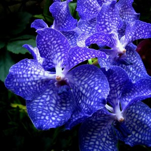 vanda-orchids-shirley-sirois